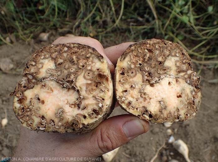 Galeries provoquées par <i><b>Cylas formicarius</i></b>  dans un tubercule de patate douce.