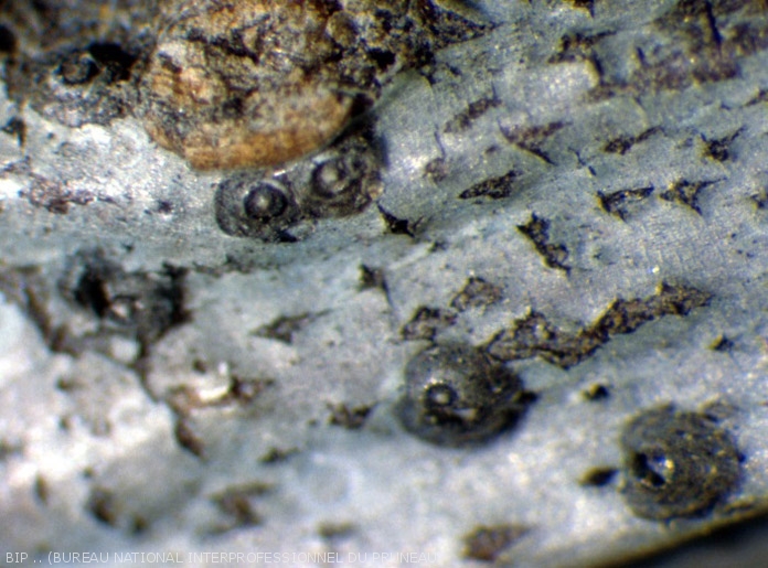 boucliers du pou de San José. <b> <i>Diaspidiotus perniciosus<I></b>