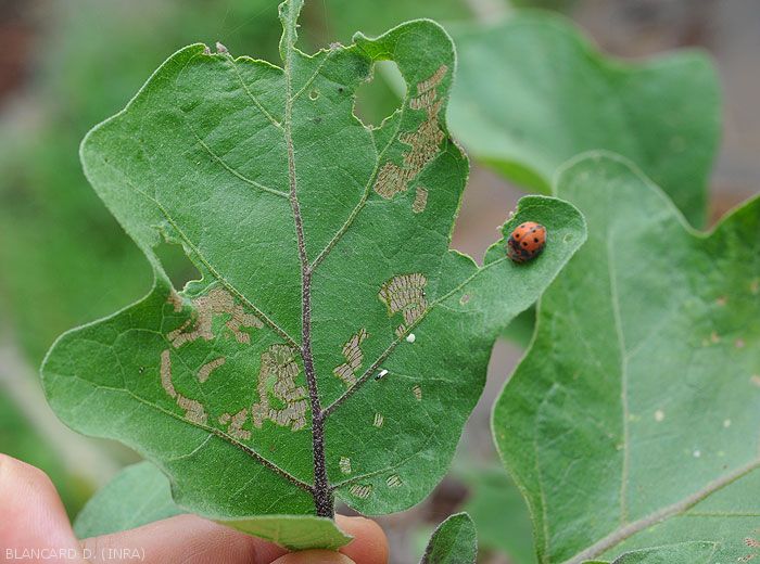 Epilachna pavonia4