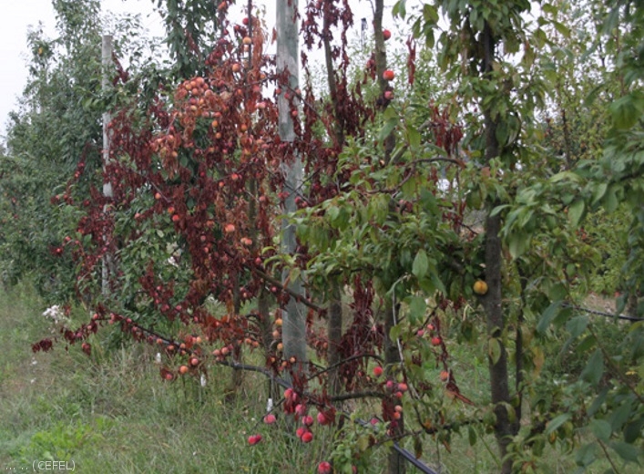 Symptômes d'enroulement chlorotique de l'abricotier sur variété americano-japonaise TC SUN (photo Emile KOKE)