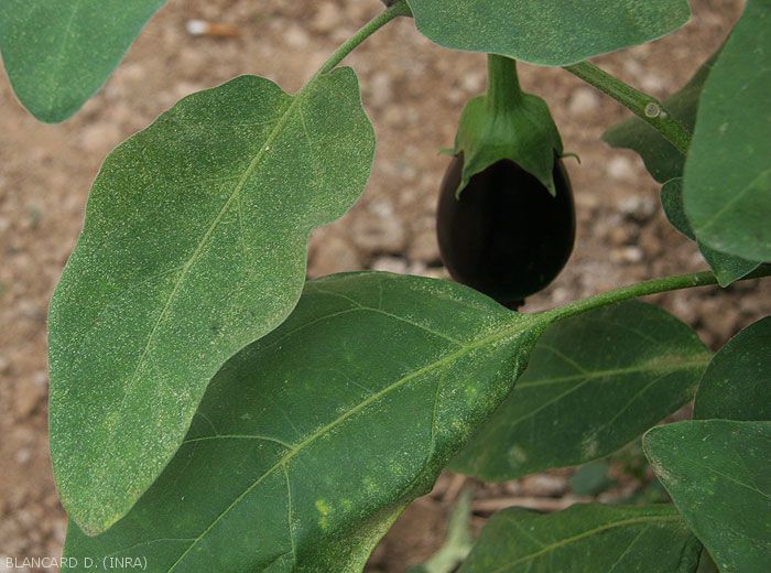 Tetranyques-Aubergine3