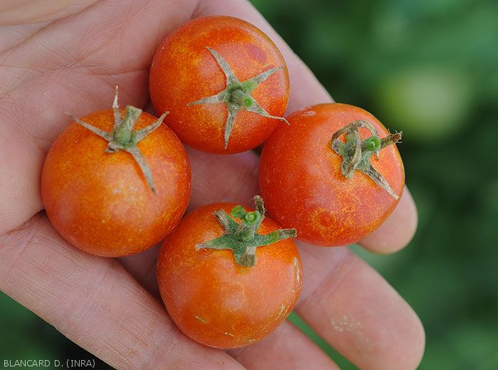 Tetranyques-Tomate5