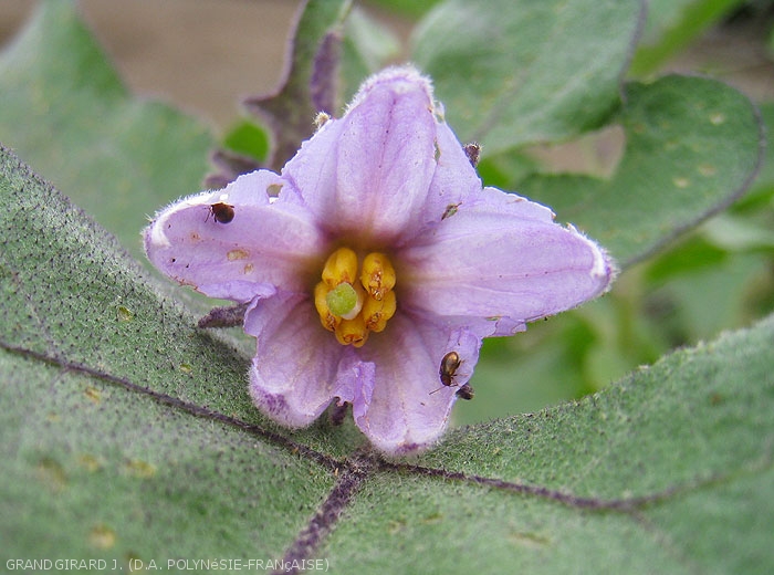 Adultes d'<i><b>Epitrix hirtipennis</b></i>  consommant les pétales d'une fleur d'aubergine.