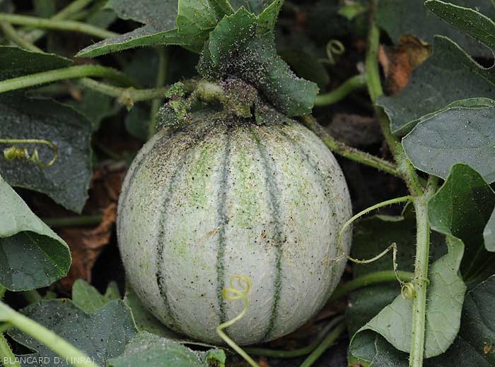 Fumagine sur feuilles et fruit de melon entrainée par la pullulation de pucerons.