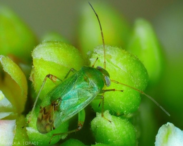 Orthops palus adulte