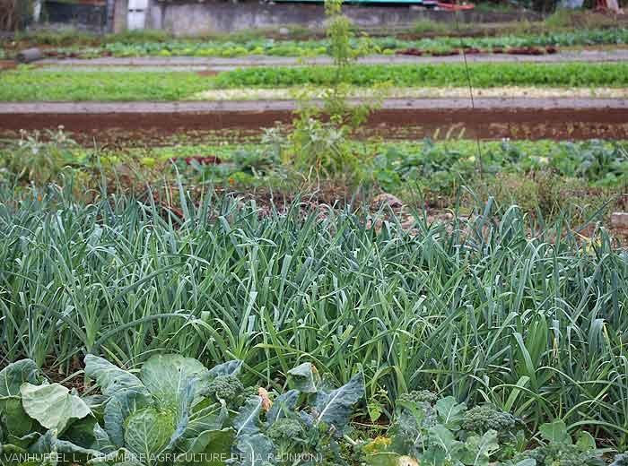 Diversification, association et rotation culturale: brassicacées, alliacées, solanacées, astéracées (La Réunion)