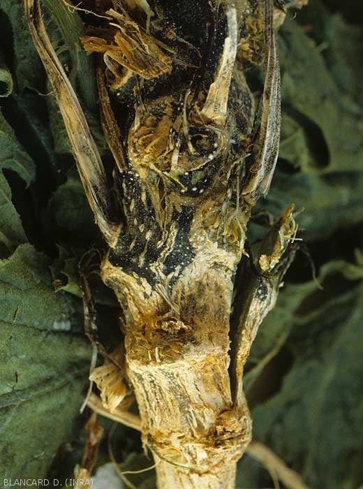 Une lésion vert sombre est visible sur cette tige de courgette. <b><i>Didymella bryoniae</i></b>. (pourriture noire, black rot)
