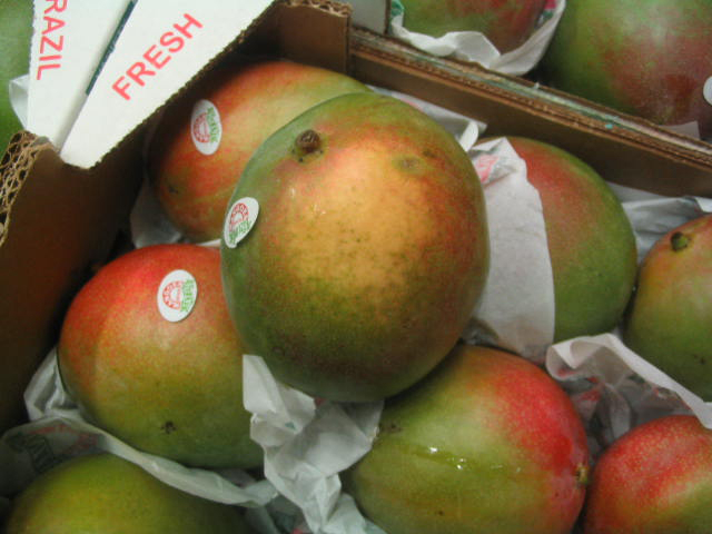 Dégât de coup de soleil sur une mangue.
<br>Crédit photo : copyright Pierre Gerbaud, Cirad.