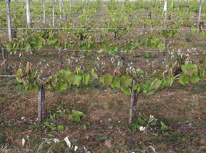 Les ceps de cette parcelles de vigne ont été affectés par le gel. Notons que ce sont surtout les apex et les plus jeunes feuilles qui sont touchés. <b> Dégât de gel </b>