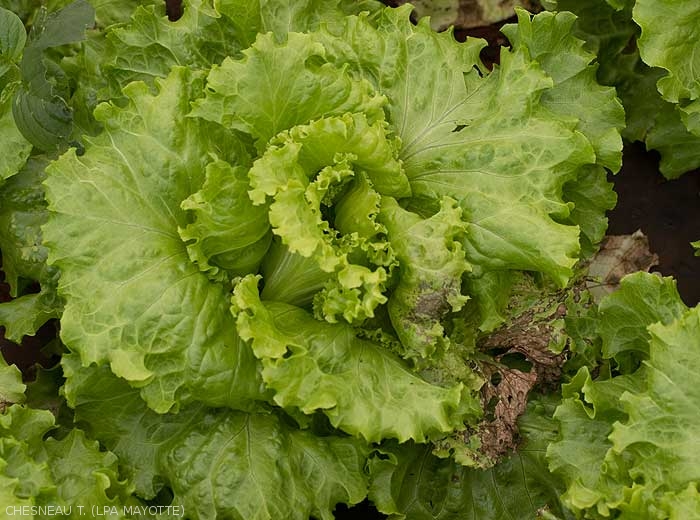 Pomme de salade exprimant localement des nécroses et des dessèchements foliaires. <i><b>Groundnuts Ring Spot Virus</b></i> (GRSV)