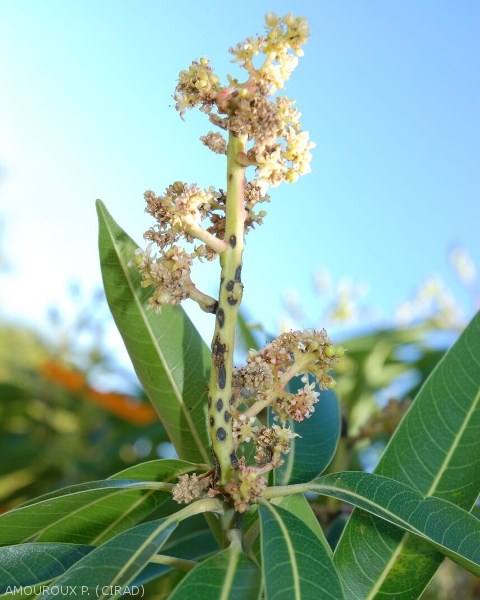 De petites taches noires apparaissent sur les tiges des inflorescences