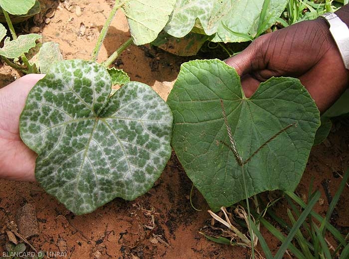 Argenture sur feuille de courge (à gauche feuille affectée, à droite feuille saine)