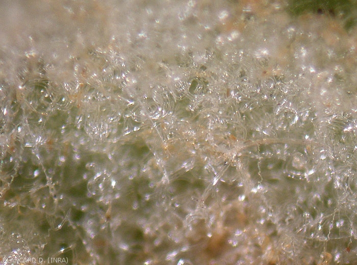 Détail à la loupe binoculaire de l'hypertrophie des poils à la face inférieure de la feuille causée par les piqures de l'acarien <em>Colomerus vitis</em>.