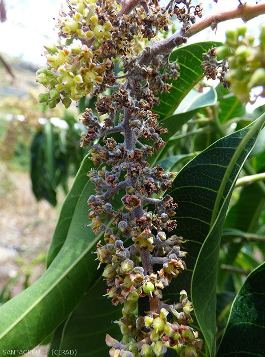 Dégâts d'oïdium sur inflorescence