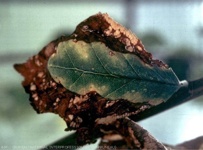 Nécrose marginale et décoloration de la feuille de prunier, due à une carence en magnésium.
