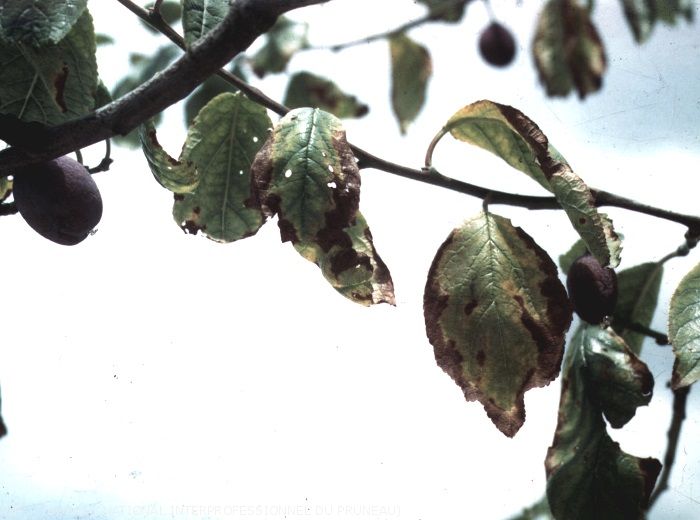 Nécrose marginale et décoloration de la feuille de prunier, due à une carence en potassium.