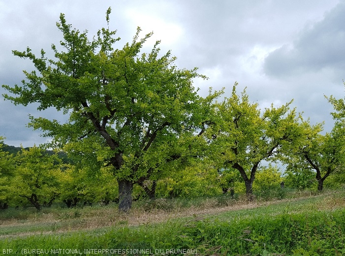 jaunissement du feuillage de prunier dû à une carence en fer (chlorose ferrique)