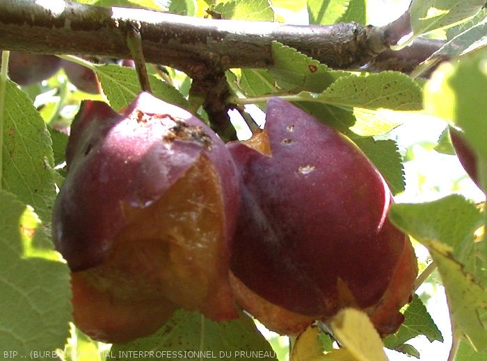 Prunes présentant une fente suturale apicale (à gauche) et un éclatement partant du pédoncule (à droite)