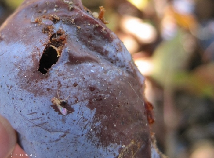 <b><i>Drosophila suzukii<i></b> sur prune d'Ente à surmaturité (Photo : E MARCHESAN)