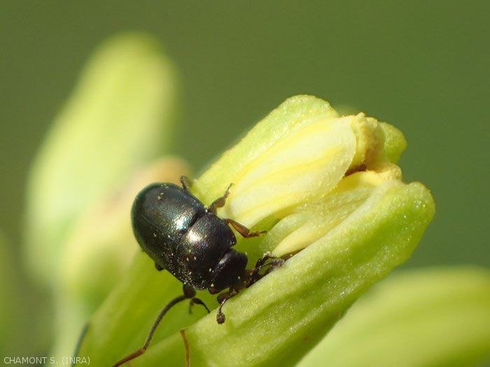 <em>Brassicogethes viridescens</em> adulte consomme le pollen des fleurs déjà ouvertes et y pond ses oeufs. <strong>Méligèthe des crucifères</strong> (blossom beetle)