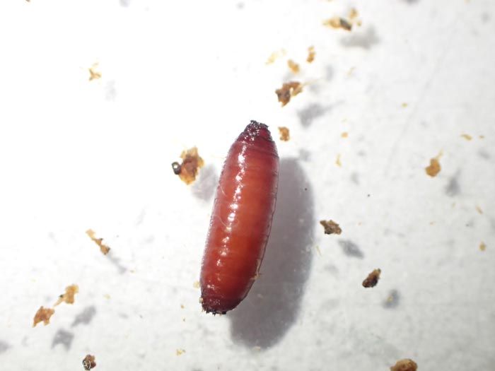 Pupe de <em>Delia radicum</em>, en forme de tonnelet de longueur 8 mm environ et ornée de stigmates à son extrémité. <strong>Mouche du chou