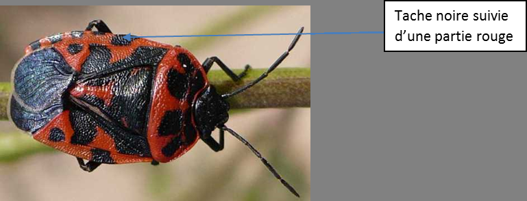 Eurydema ventralis © C. Fortune