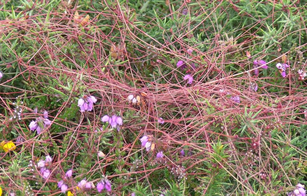 Cuscute à petites fleurs (Cuscuta epithymum) sur lande à bruyère et ajoncs (Ulex gallus) © Lamiot