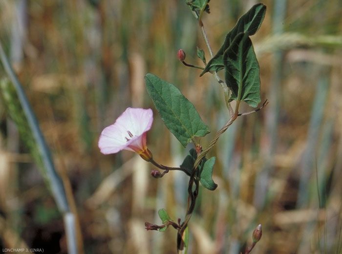Convolvulus arvensis © J. Lonchamp