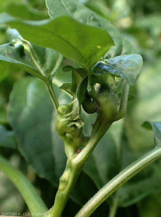 Feuilles et tiges de piment déformées par <i><b>Clinodiplosis capsici</b></i> .