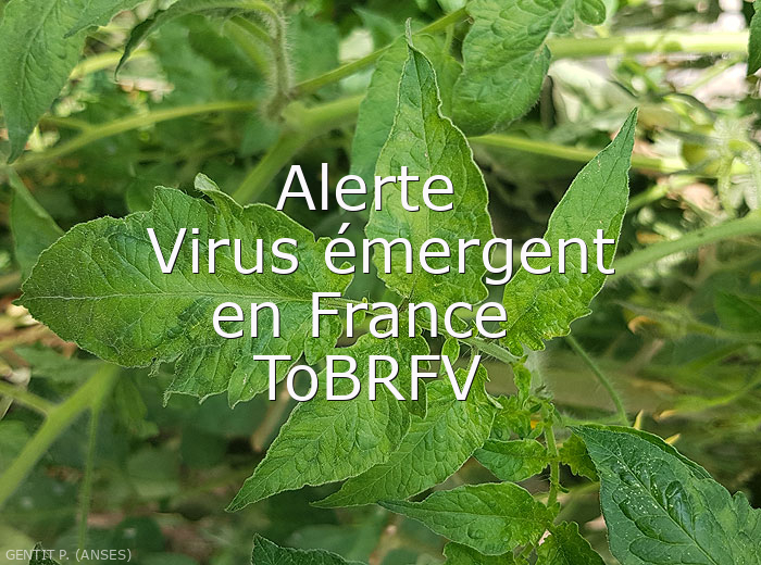 Mosaïque et déformation foliaire sur tomate, <b>Virus des fruits bruns et rugueux de la tomate</b> (<i>Tomato brown rugose fruit virus</i>,   ToBRFV), Pascal GENTIT (ANSES)