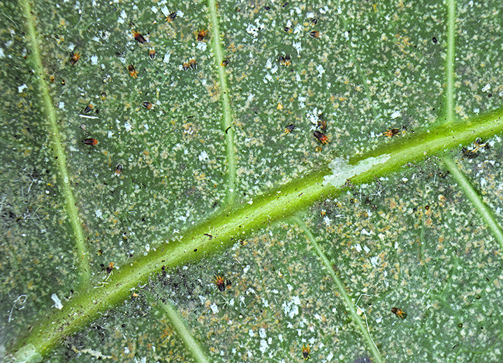 <i>Oligonychus mangiferus</i> sur feuilles