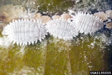 Les différents stades de <i>Planococcus citri</i>, les larves, jaunâtres, autour de trois femelles, blanches.
<br>Crédit photo : Jeffrey W. Lotz, Florida Department of Agriculture and Consumer Services, Bugwood.org, sous licence Creative Commons Attribution - Pas d’Utilisation Commerciale 3.0 États-Unis (CC BY-NC 3.0 US).