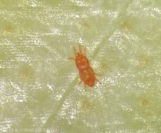 <i>Dolychotetranicus floridanus</i> vu à la loupe binoculaire