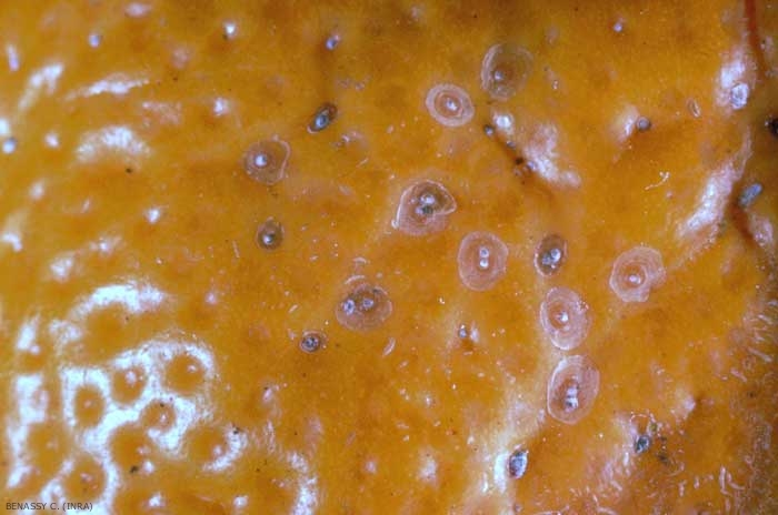 Colonie de cochenilles Aonidiella aurantii sur orange. Le fruit incrusté de cochenilles est déformé. 