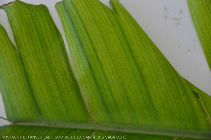 BSV aspect striure feuille