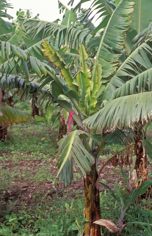 BBTV : symptômes sur feuilles émises après infection.
<br>Crédit photo : Nelson, Scot / University of Hawaii (https://www.musarama.org/photo-286-Bunchy_top_late_stage_infection), sous licence Creative Commons Attribution-NonCommercial-ShareAlike 2.0 Generic (CC BY-NC-SA 2.0).