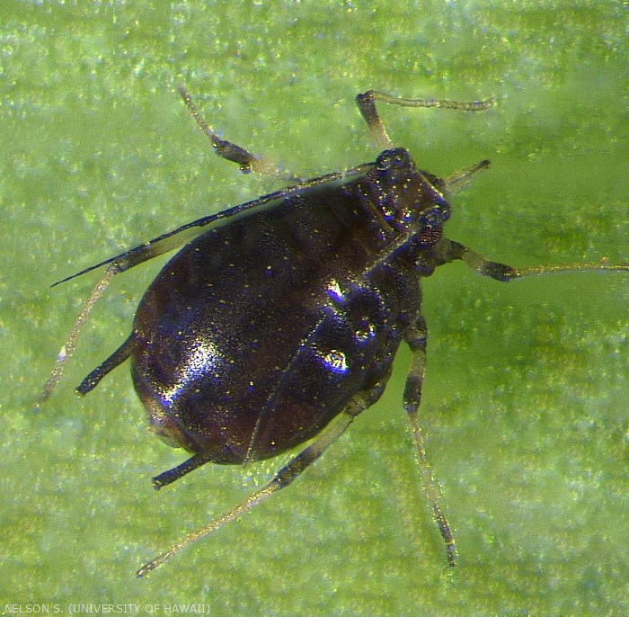Le puceron <i>Pentalonia nigronervosa</i>, vecteur du BBTV.
<br>Crédit photo : Scot Nelson, CC0 1.0 universel (CC0 1.0) Transfert dans le Domaine Public.