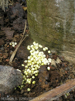 Œufs de l'escargot <i>Achatina fulica</i>.
<br>Crédit photo : Scot Nelson, CC0 1.0 universel (CC0 1.0) Transfert dans le Domaine Public.