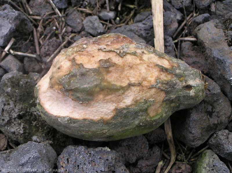 Dégât d'achatine sur une papaye.
<br>Crédit photo : Scot Nelson, CC0 1.0 universel (CC0 1.0) Transfert dans le Domaine Public.