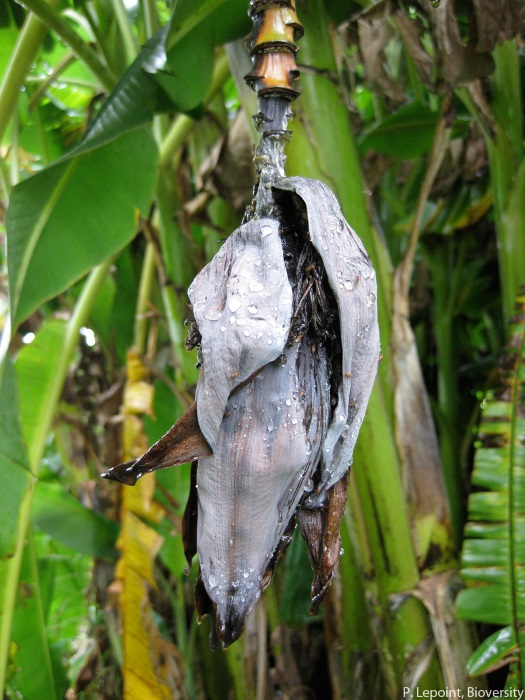 Les symptômes typiques du flétrissement de Xanthomonas, sur un bourgeon mâle, sont une pourriture sèche et un noircissement qui commencent par les bractées externes et finissent par s'étendre.
<br>Crédit photo : Lepoint, Pascale / Bioversity International (https://www.musarama.org/photo-521-BXW_male_bud_symptoms), sous licence Creative Commons Attribution-NonCommercial-ShareAlike 2.0 Generic (CC BY-NC-SA 2.0).
