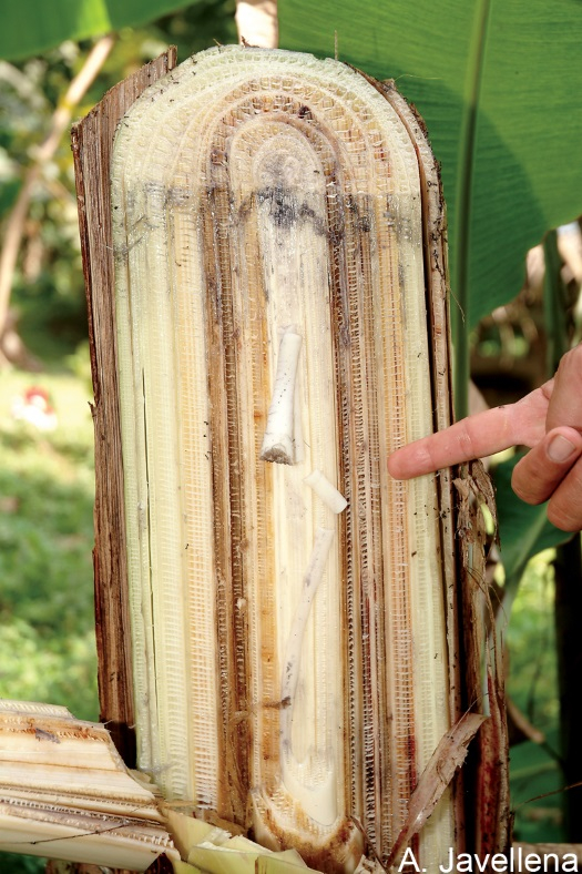 Coupe du pseudotronc montrant les colorations rougeâtre à marron foncé typiques de la Maladie de Panama.
<br>Crédit photo : Javellena, A. (https://www.musarama.org/photo-349-Fusarium_internal_symptoms), sous licence Creative Commons Attribution-NonCommercial-ShareAlike 2.0 Generic (CC BY-NC-SA 2.0).
