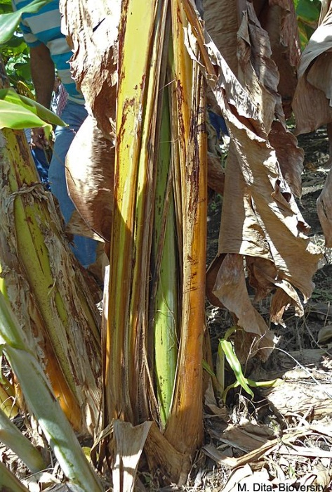 Eclatement du pseudotronc.
<br>Crédit photo : M. Dita (http://www.promusa.org/preview2208).