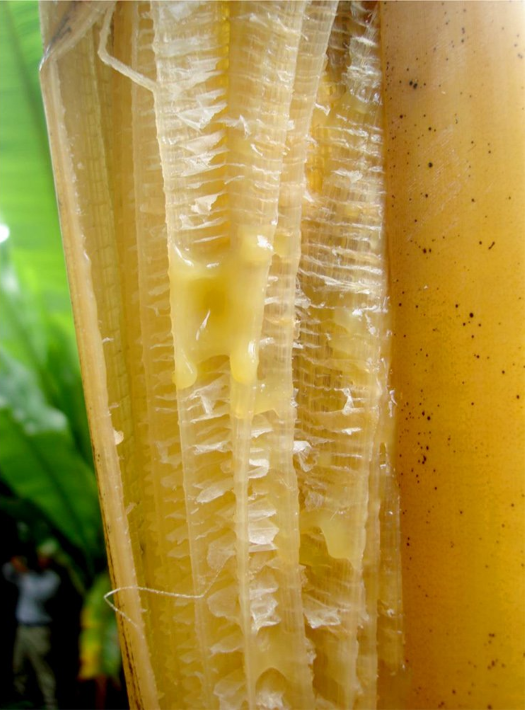 Poches de suintement bactérien dans un pétiole de feuille.
<br>Crédit photo : Guy Blomme, In Blomme G, Dita M, Jacobsen KS, Pérez Vicente L, Molina A, Ocimati W, Poussier S and Prior P (2017) Bacterial Diseases of Bananas and Enset: Current State of Knowledge and Integrated Approaches Toward Sustainable Management. Front. Plant Sci. 8:1290, sous licence Creative Commons Attribution 4.0 International (CC BY 4.0).