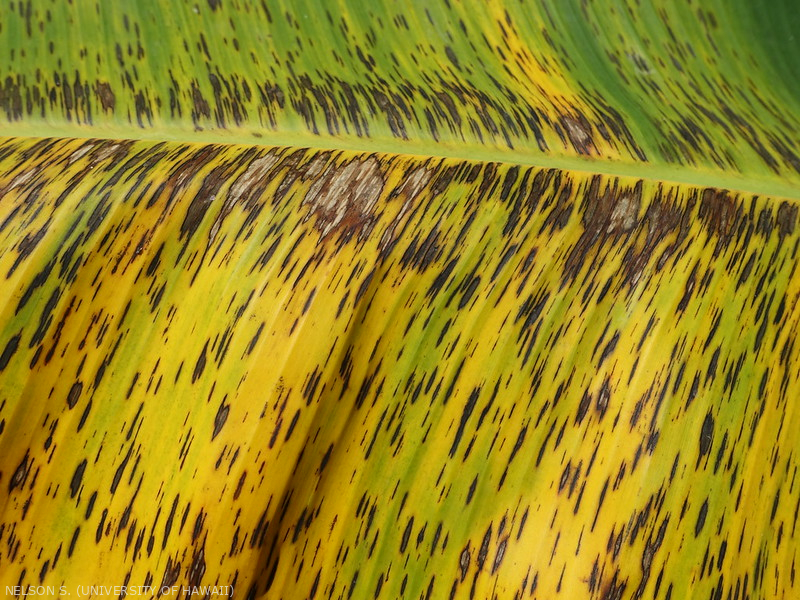 Lésions de cercosporiose noire, <i>Pseudocercospora fijiensis</i>.
<br>Crédit photo : Scot Nelson, CC0 1.0 universel (CC0 1.0) Transfert dans le Domaine Public.