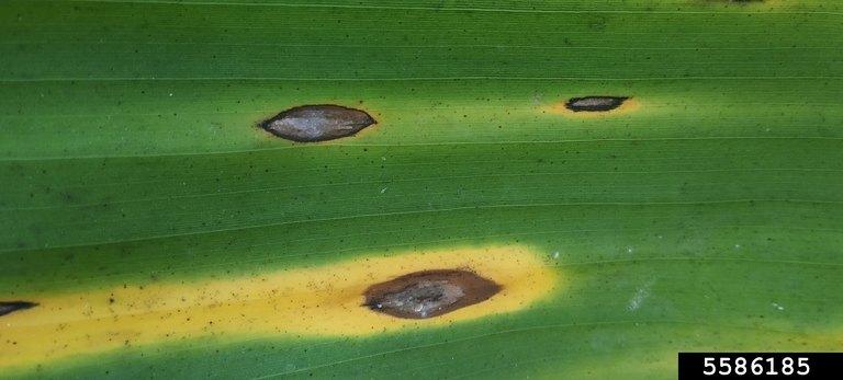 Lésions de cercosporiose jaune sur feuille.
<br>Crédit photo : Dr Parthasarathy Seethapathy, Amrita School of Agricultural Sciences, Amrita Vishwa Vidyapeetham, Bugwood.org, sous licence Creative Commons Attribution 3.0 États-Unis (CC BY 3.0 US).