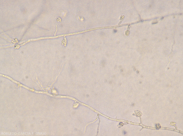 Aspect de microconidies de <b><i> Fusarium oxysporum </i> f.  sp.  <i> melongenae </i></b> regroupées en fausse tête à l'extrémité de conidiophores monophialides courts. 