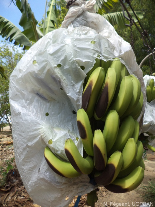Brûlures causées par le frottement de la couverture en plastique sur les fruits. L'ensachage sert à protéger la grappe et à favoriser le développement des fruits, mais il peut endommager les fruits s'il n'est pas effectué correctement.
<br>Crédit photo : Fegeant, Nicolas / UGPBAN, sous licence Creative Commons Attribution-NonCommercial-ShareAlike 2.0 Generic (CC BY-NC-SA 2.0).