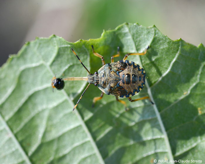 Larve d'<b><i>Arma custos</b></i> consommant un Coléoptère