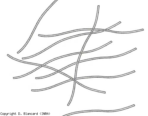 Virions flexueux de 15 nm de diamètre et d'environ 750 nm de long (type potyvirus). <b>Virus Y de la pomme de terre</b> (<i>Potato virus Y</i>, PVY)