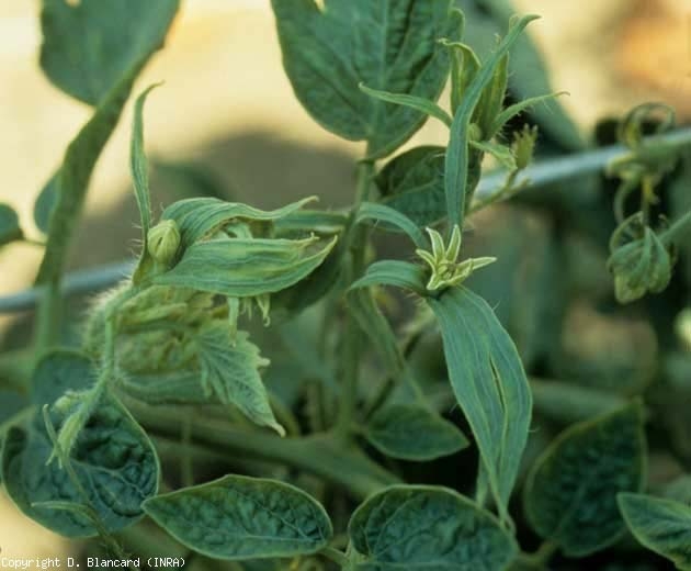 Sépales immenses, pétales de fleurs de tomate verts et de taille réduite. <b><i>Candidatus</i> Phytoplasma solani</b> (stolbur)